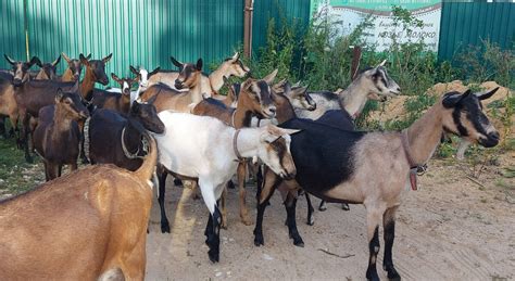 Спаривание козлика с козой: основные аспекты