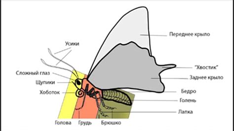 Спиральная дыхательная система бабочки: особенности и преимущества