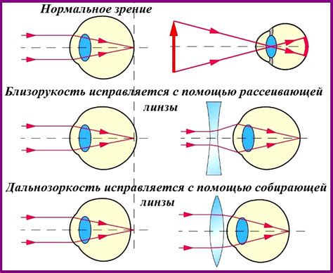 Сравнение зрения шиншилл с другими грызунами
