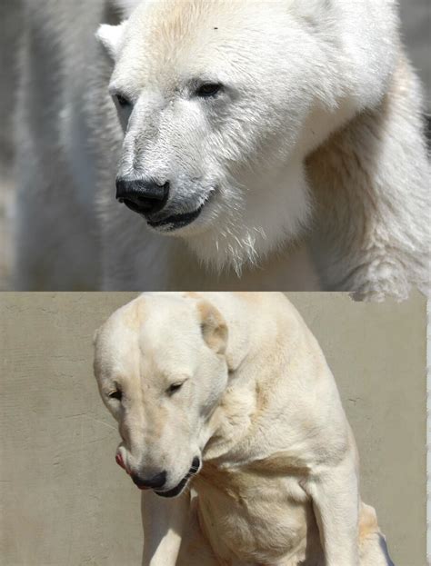 Сравнение скорости бега гусей с другими животными