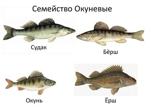 Сравнение скорости плавания щуки с другими рыбами