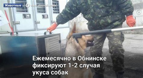 Сравнение укуса собак в пустынных условиях
