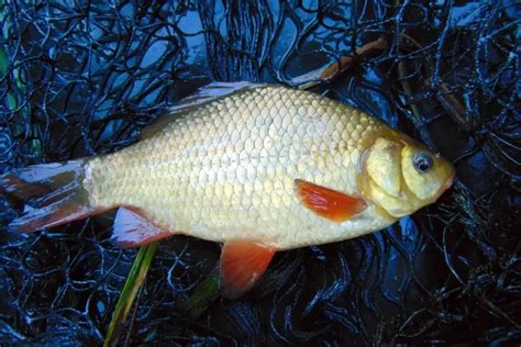 Техники раннего выращивания карася