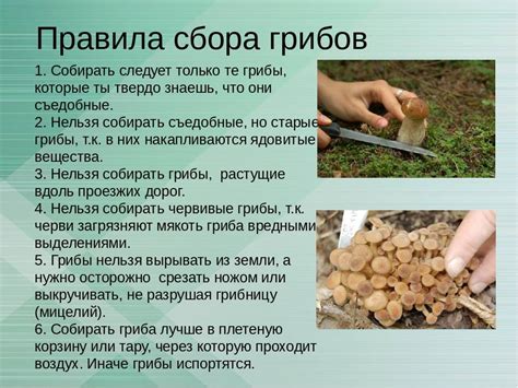 Техники сбора грибов