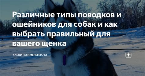 Типы поводков для хаски: сделайте правильный выбор