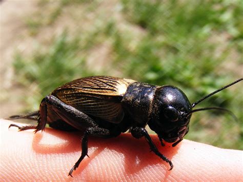 Тропические виды сверчков