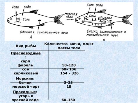 Ускорение и маневренность рыбы сом при перемещении в воде
