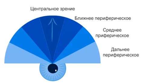 Утки и периферийное зрение