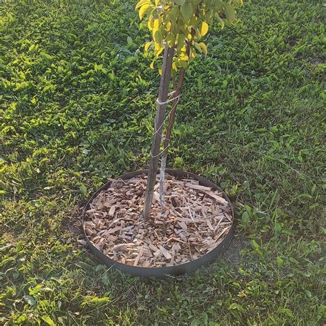 Уход за деревьями для увеличения их гибкости