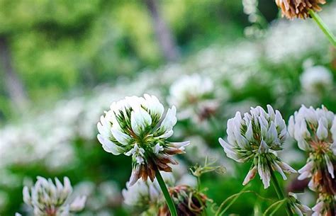 Уход за молодыми растениями клевера