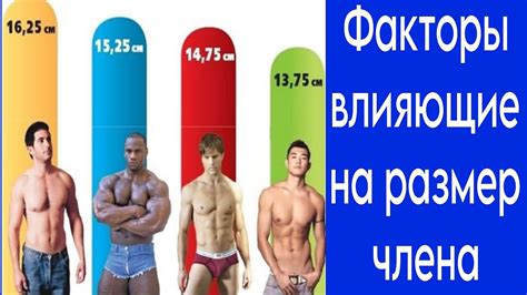 Факторы, влияющие на размер ноги