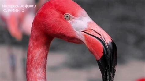 Факт 1: Фламинго - единственное животное без высунутого языка