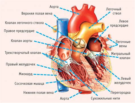 Физическая структура сердца у хомяка