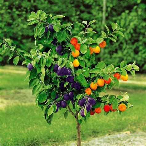 Фруктовые деревья