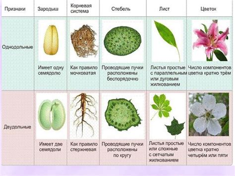 Характеристика представителей рода