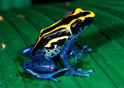 Характеристики древолаза Green Hill лягушки