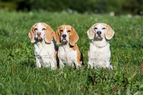 Характеристики и особенности собаки хенджина