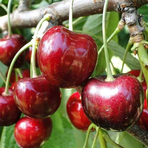 Черешня бомб