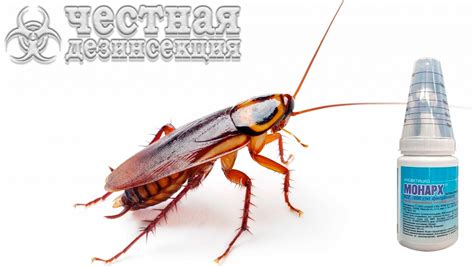 Эффективные способы избавления от тараканов в Симс 4