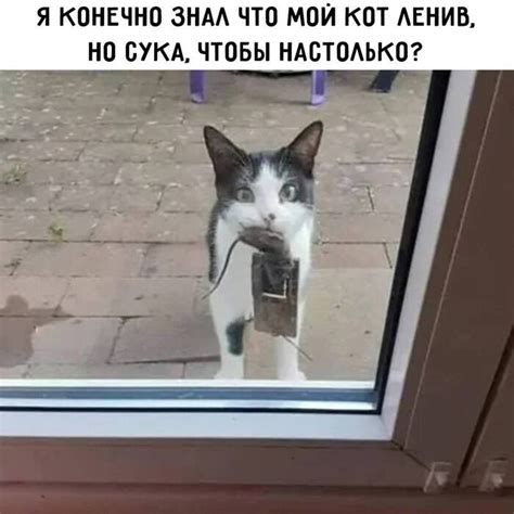  "Я слишком ленив, чтобы думать"