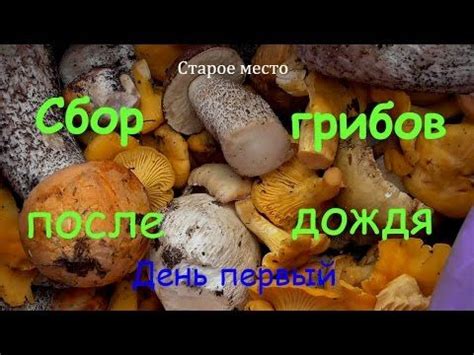  Скорость роста груздей: влияние времени и климата на развитие грибов 