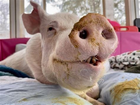 1. Свинка, не воспринимай буквально!