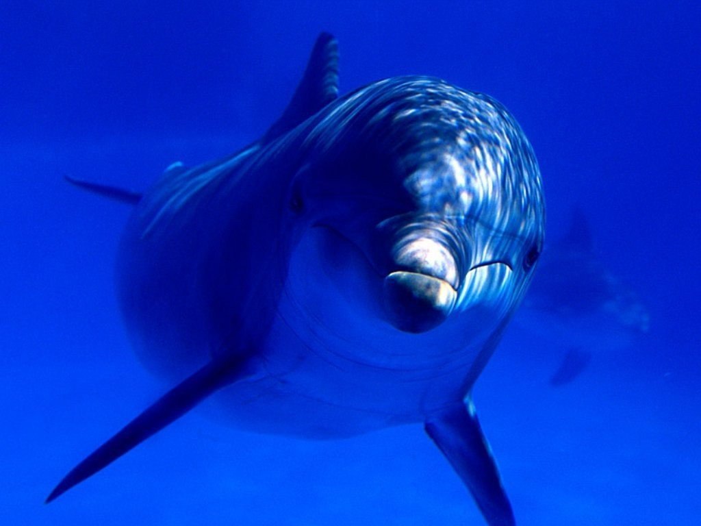 Интересные факты о животных: Дельфин обновляет верхний слой кожи каждые два часа - для большей обтекаемости