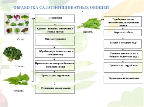Подготовка овощей к заморозке: выбор сорта и подготовка ингредиентов