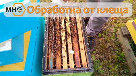 Важность уксуса в пчеловодстве