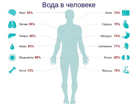 Вес человека и количество воды