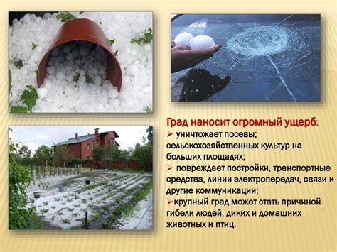 Влияние климатических условий на созревание боярышника