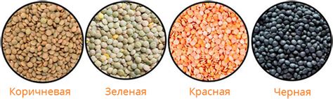 Влияние количества чечевицы на консистенцию супа