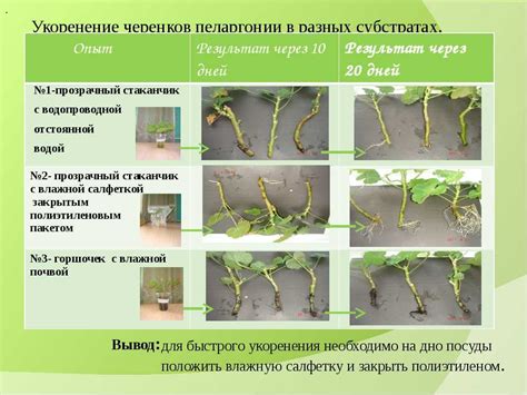 Выполнение черенкования