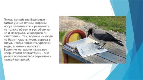 Голоса ворон умеют различать другие птицы