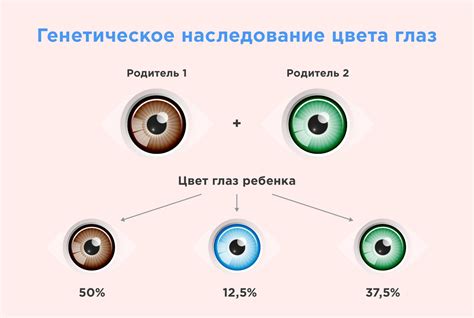 Изменение цвета глаз у щенков: фазы и значения