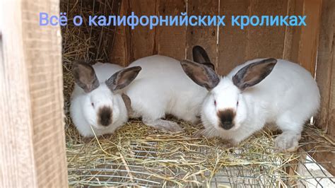 Как выбрать свежего кролика