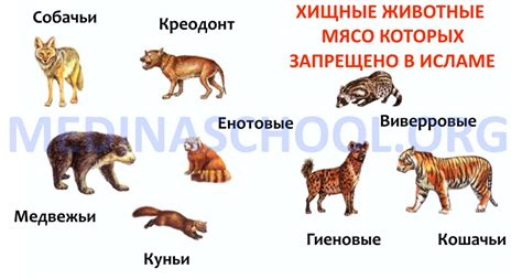 Мясо каких животных можно есть после лечения ивермеком