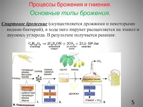 Образование сырца в процессе брожения
