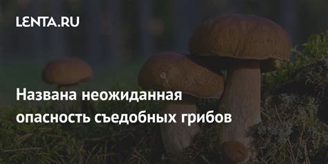 Опасность переувлажнения сухих грибов