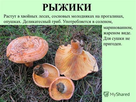 Основные сроки и места роста рыжиков