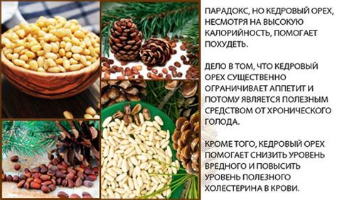 Осторожность при употреблении кедровых орехов детьми с аллергией