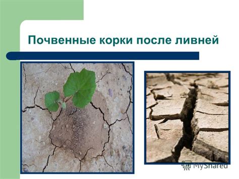 Погодные условия и их влияние на рост грибов