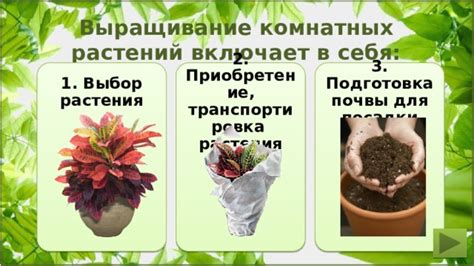Подготовка и выбор растения