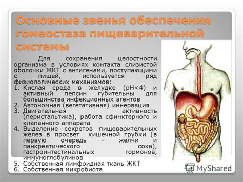 Правила комбинирования для сохранения пищеварительной системы