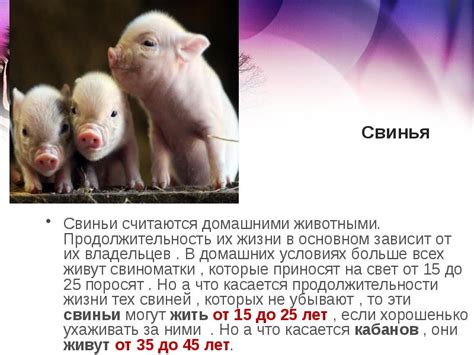 Продолжительность гуляния свиньи