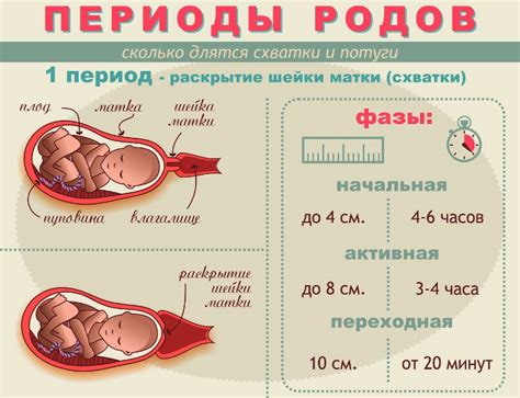 Продолжительность раскрытия шейки матки