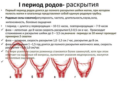 Процесс раскрытия шейки матки