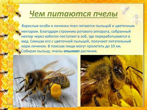 Пчелы и уксус: возможные риски