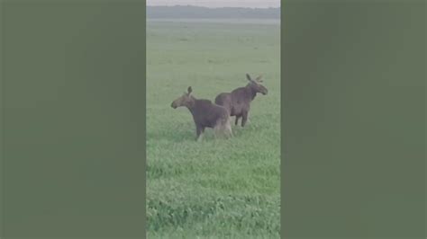Рекомендации по привлечению лосей