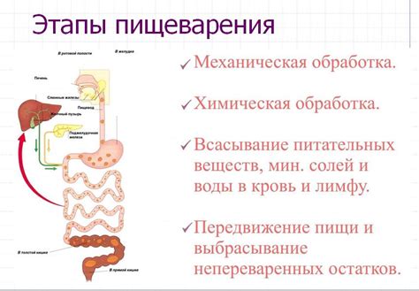 Система пищеварения: почему важно знать принципы комбинирования продуктов